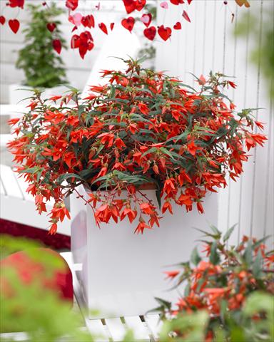photo of flower to be used as: Bedding pot or basket Begonia boliviensis Crackling® Fire Orange Red