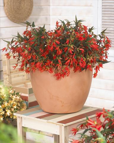 photo of flower to be used as: Bedding pot or basket Begonia boliviensis Crackling® Fire Orange
