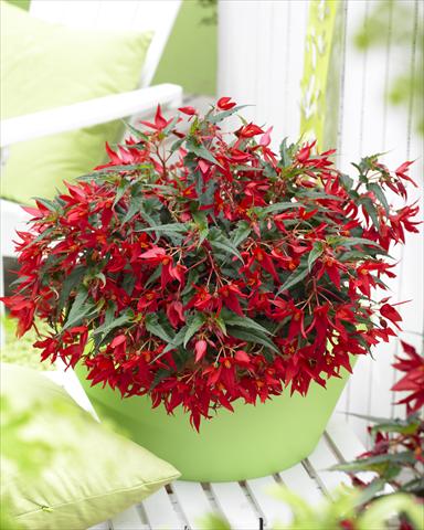 photo of flower to be used as: Bedding pot or basket Begonia boliviensis Crackling® Fire Red