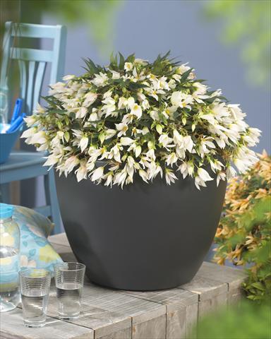 photo of flower to be used as: Bedding pot or basket Begonia boliviensis Crackling® Fire White