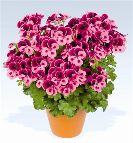 photo of flower to be used as: Pot, bedding, patio Pelargonium grandiflorum pac® Candy Flowers Pink with Eye