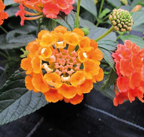 photo of flower to be used as: Pot, bedding, patio Lantana camara Evita® Orange