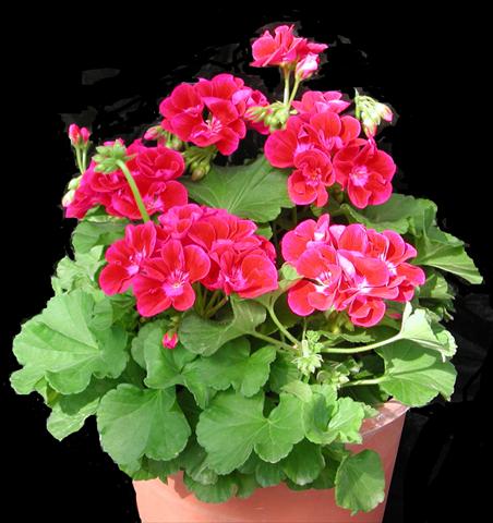 photo of flower to be used as: Pot, bedding, patio Pelargonium zonale Amore Mio® Strawberry