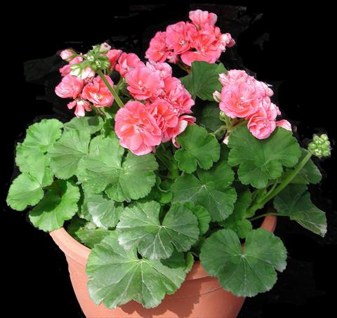 photo of flower to be used as: Pot, bedding, patio Pelargonium zonale Sole Mio® Salmon