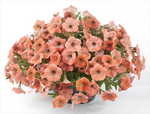 photo of flower to be used as: Pot, bedding, patio, basket Petunia Happy® Copper