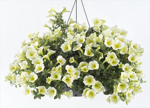 photo of flower to be used as: Pot, bedding, patio, basket Petunia Happy® Lemon