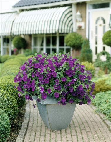 photo of flower to be used as: Pot, bedding, patio, basket Petunia Surfinia Classic® Amethyst®