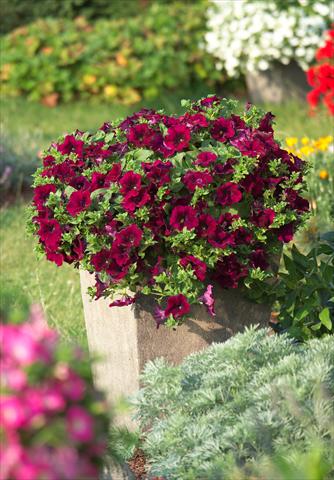 photo of flower to be used as: Pot, bedding, patio, basket Petunia Surfinia Classic® Burgundy®