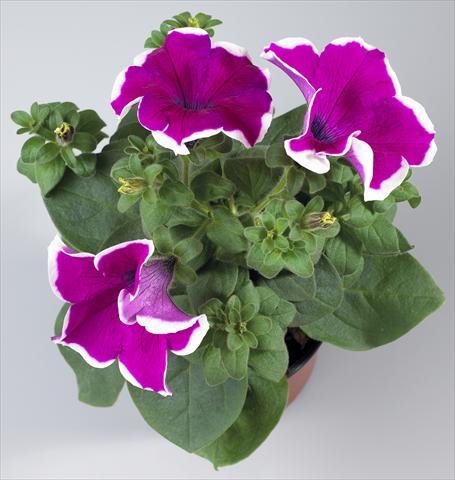 photo of flower to be used as: Pot, bedding, patio, basket Petunia Surfinia Classic® Giant Purple Picotee®