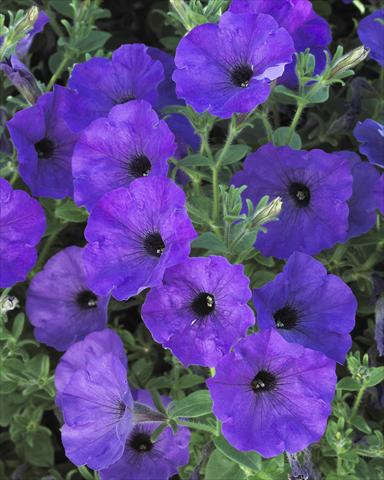 photo of flower to be used as: Pot, bedding, patio, basket Petunia Surfinia Classic® Parfume Blue®