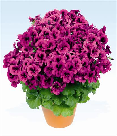 photo of flower to be used as: Pot, bedding, patio Pelargonium grandiflorum pac® Candy Flowers Violet