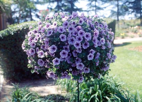 photo of flower to be used as: Pot, bedding, patio, basket Petunia Surfinia Classic® Purple Vein Compact®