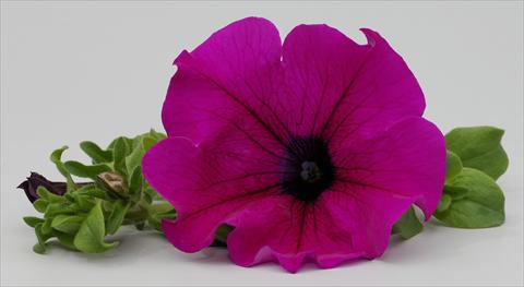 photo of flower to be used as: Pot, bedding, patio, basket Petunia Surfinia Classic® Purple®