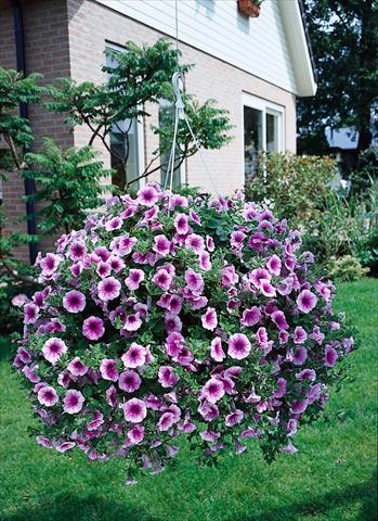 photo of flower to be used as: Pot, bedding, patio, basket Petunia Surfinia Classic® Rose Vein®