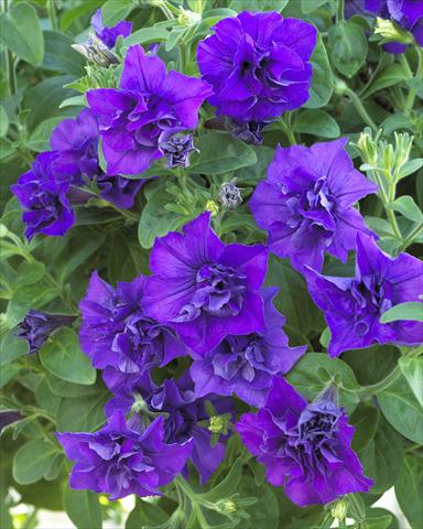 photo of flower to be used as: Pot, bedding, patio, basket Petunia Surfinia Double® Blue Star®