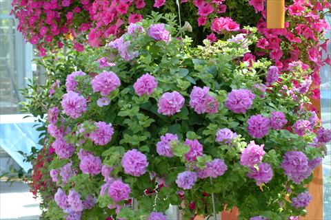 photo of flower to be used as: Pot, bedding, patio, basket Petunia Surfinia Double® Lilac®