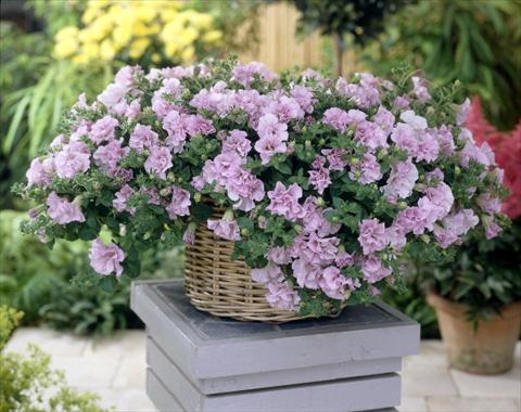 photo of flower to be used as: Pot, bedding, patio, basket Petunia Surfinia Double® Pink®