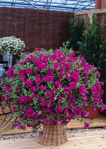 photo of flower to be used as: Pot, bedding, patio, basket Petunia pendula Surfinia® Double Purple