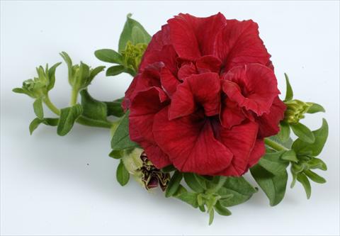 photo of flower to be used as: Pot, bedding, patio, basket Petunia Surfinia Doulbe® Red®