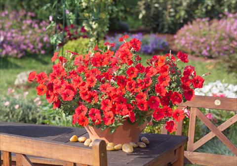 photo of flower to be used as: Pot, bedding, patio, basket Petunia Surfinia Impulz® Red®