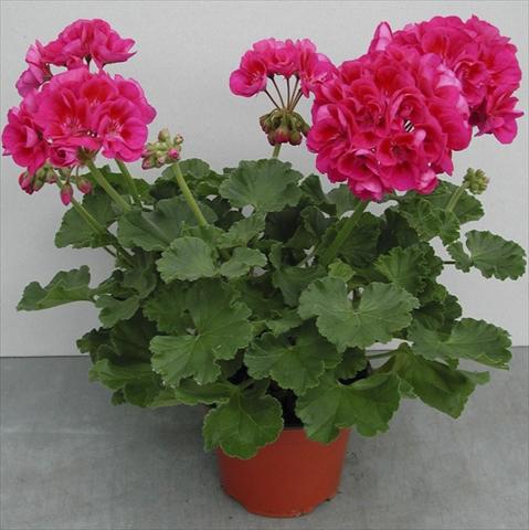 photo of flower to be used as: Pot, bedding, patio Pelargonium zonale pac® Flower Fairy Berry®