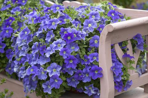 photo of flower to be used as: Pot, bedding, patio, basket Petunia Surfinia Impulz® Sky Blue Eyes®