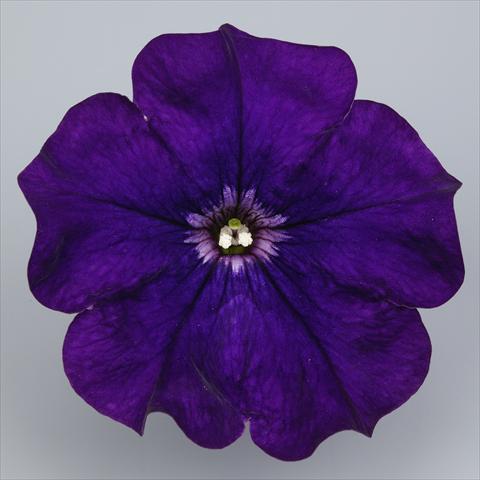 photo of flower to be used as: Pot, bedding, patio, basket Petunia Surfinia Impulz® Violet®