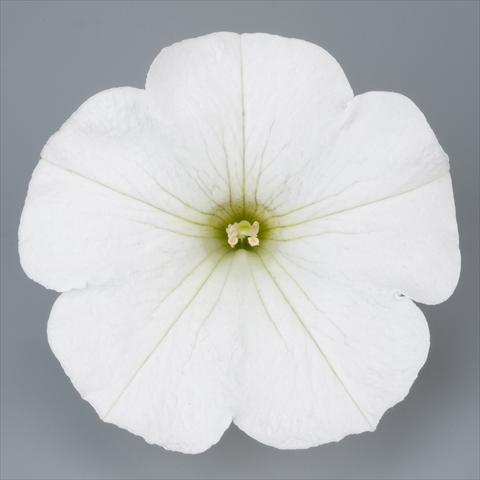 photo of flower to be used as: Pot, bedding, patio, basket Petunia Surfinia Impulz® White®