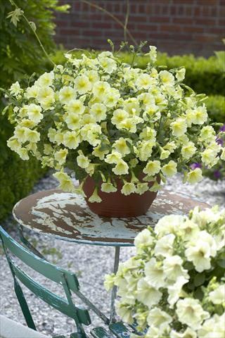 photo of flower to be used as: Pot, bedding, patio, basket Petunia Surfinia Impulz® Yellow®