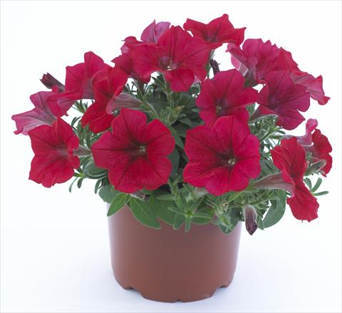 photo of flower to be used as: Pot, bedding, patio, basket Petunia Surfinia Table® Dark Red®