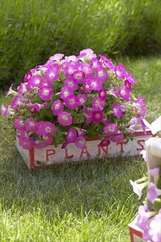 photo of flower to be used as: Pot, bedding, patio, basket Petunia Surfinia Table® Pink Morn®