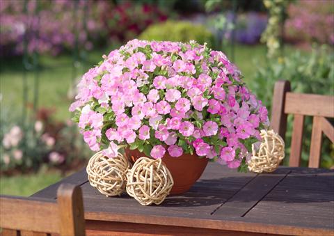 photo of flower to be used as: Pot, bedding, patio, basket Petunia Surfinia Table® Soft Pink®
