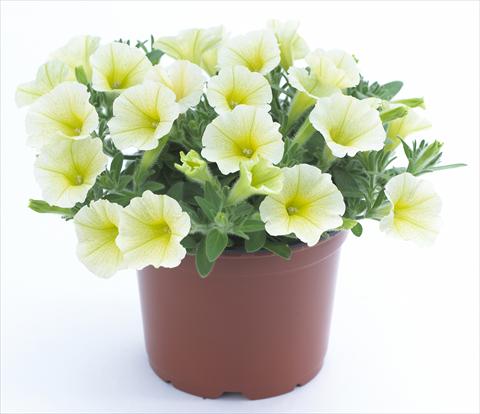 photo of flower to be used as: Pot, bedding, patio, basket Petunia Surfinia Table® Yellow®