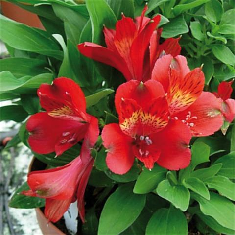 photo of flower to be used as: Pot and bedding Alstroemeria Inticancha® Doba
