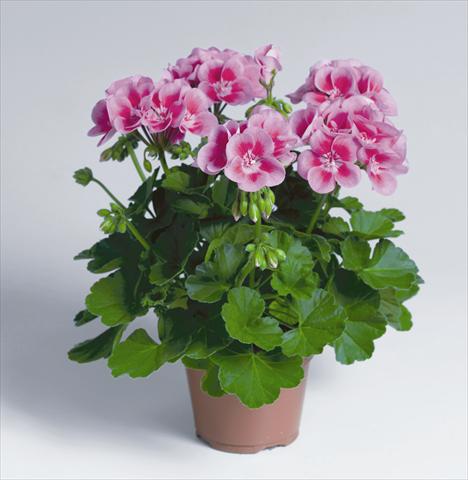 photo of flower to be used as: Pot, bedding, patio Pelargonium zonale pac® Flower Fairy Rose®