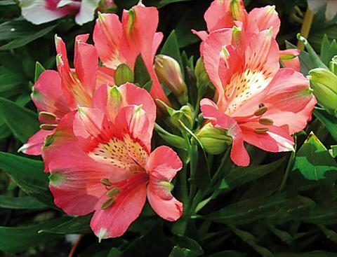 photo of flower to be used as: Pot and bedding Alstroemeria Inticancha® Kanika