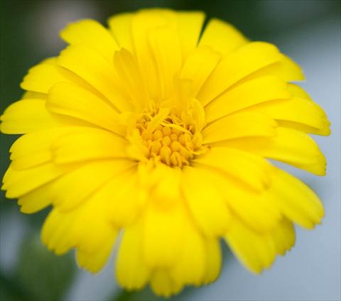 photo of flower to be used as: Pot and bedding Calendula officinalis Double