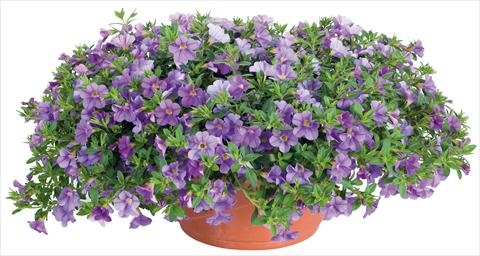 photo of flower to be used as: Pot, bedding, patio, basket Calibrachoa Lindura® fides® Light Blue