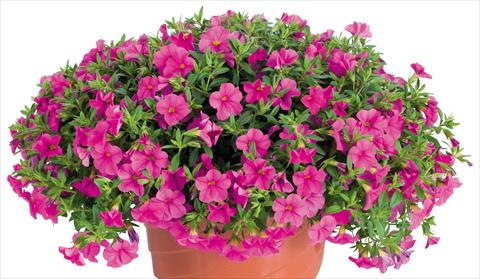 photo of flower to be used as: Pot, bedding, patio, basket Calibrachoa Lindura® fides® Pink