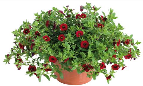 photo of flower to be used as: Pot, bedding, patio, basket Calibrachoa Lindura® fides® Red