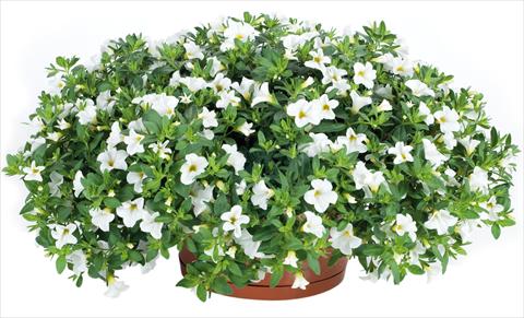photo of flower to be used as: Pot, bedding, patio, basket Calibrachoa Lindura® fides® White