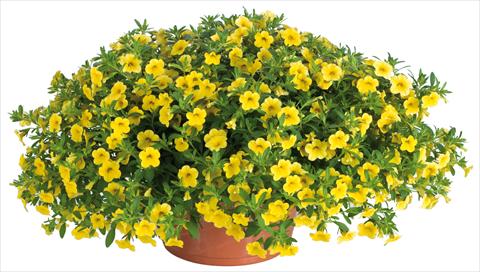 photo of flower to be used as: Pot, bedding, patio, basket Calibrachoa Lindura® fides® Yellow