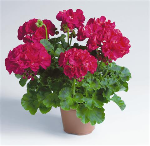 photo of flower to be used as: Pot, bedding, patio Pelargonium zonale pac® Foxy
