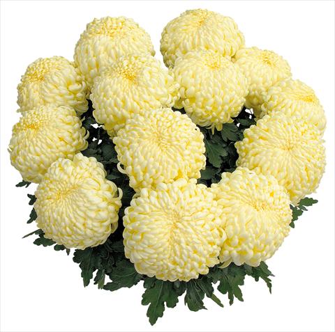 photo of flower to be used as: Pot and bedding Chrysanthemum Komodo Creme