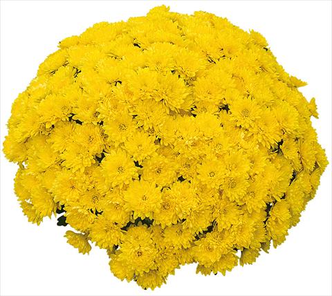 photo of flower to be used as: Pot and bedding Chrysanthemum Mila