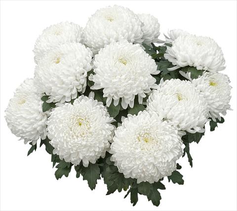 photo of flower to be used as: Pot and bedding Chrysanthemum Nikita