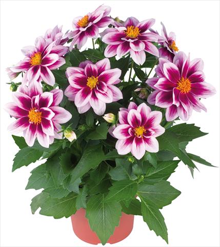 photo of flower to be used as: Pot and bedding Dahlia Dahlinova® fides® Florida