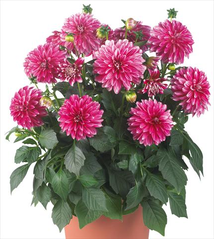 photo of flower to be used as: Pot and bedding Dahlia Dahlinova® Hypnotica fides® Cherish Pink