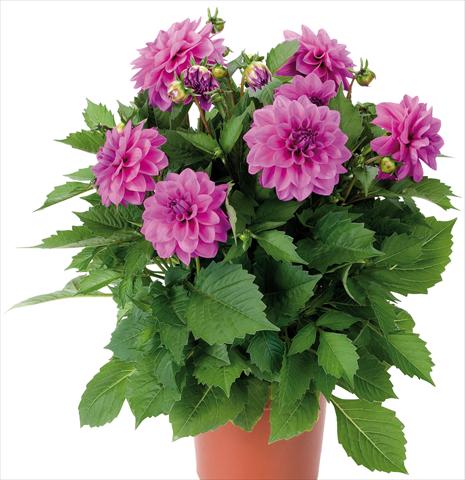 photo of flower to be used as: Pot and bedding Dahlia Dahlinova® Hypnotica fides® Lavender