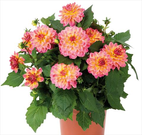 photo of flower to be used as: Pot and bedding Dahlia Dahlinova® Hypnotica fides® Rose Bicolor
